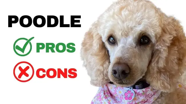Video thumbnail for 23 Pros and Cons of Owning a Poodle