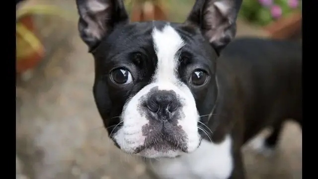 Video thumbnail for 18 Pros and Cons of Owning a Boston Terrier