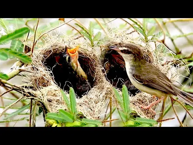'Video thumbnail for Momie's bird bits ant on nest | Ant bits babie bird on nest'
