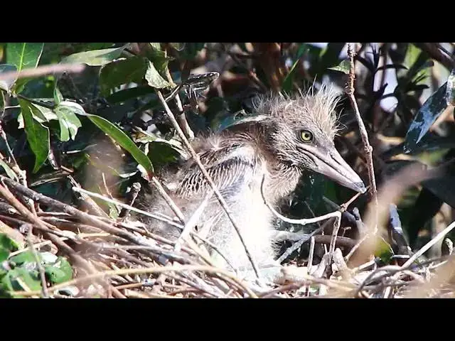Video thumbnail for Babies birds eating food on nest - baby Birds eating