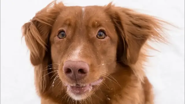 Video thumbnail for 15 Pros and Cons of Owning a Duck Tolling Retriever