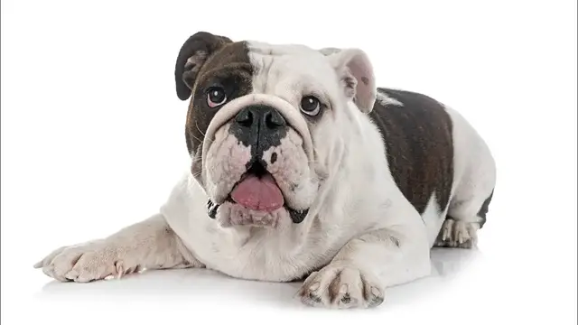 Video thumbnail for English Bulldog Breed: Pros & Cons
