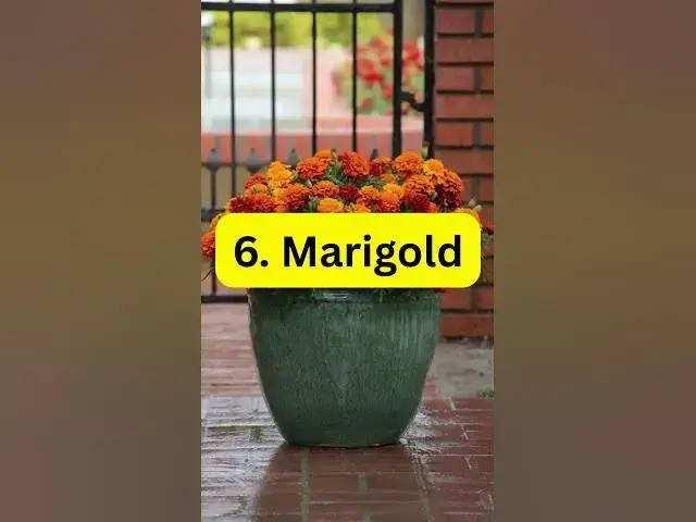 'Video thumbnail for 9 Plants That Fix Bad Soil #plants #indoorplants #houseplants'