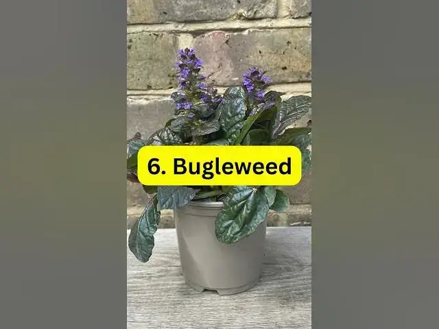 'Video thumbnail for 8 Plants That Stop Weeds Forever #plants #houseplants #indoorplants'