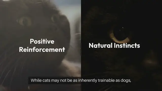 Video thumbnail for Cat Training Methods