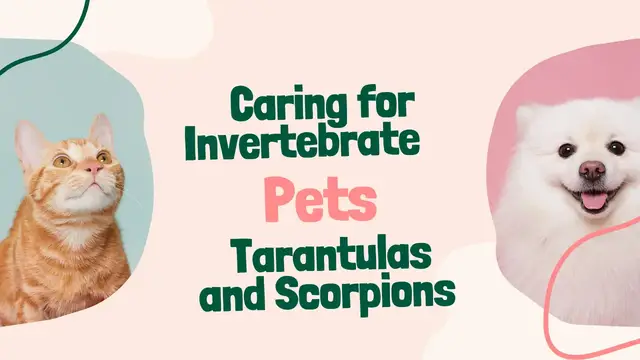Video thumbnail for Caring for Invertebrate Pets Tarantulas and Scorpions
