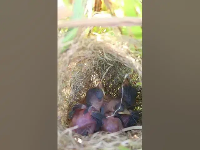 Video thumbnail for #birdwatch #wildlife #birdwatching #nature #birdfeeding #birdsound #birds #cuteanimals #nest #birdwa
