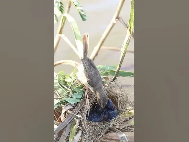 Video thumbnail for Baby Bird's Remarkable Feat EP#111  #birdslover #birdwatch #wildlife #viralvideo #birds  #nature