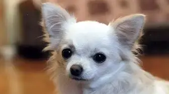 Video thumbnail for Do Chihuahuas Have a Lot of Health Problems?