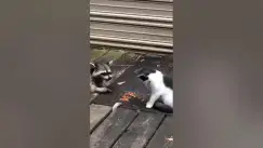 Video thumbnail for Extremely Hilarious. Uninvited guest trying to gatecrash to  dinner