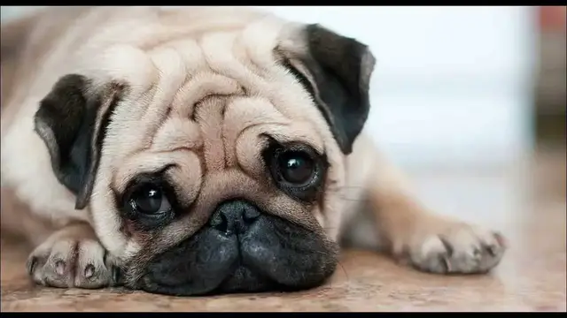 Video thumbnail for Pug Training Tips: How to Train Your Pug