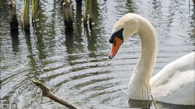 Video thumbnail for 20 Pros and Cons of Owning Swans