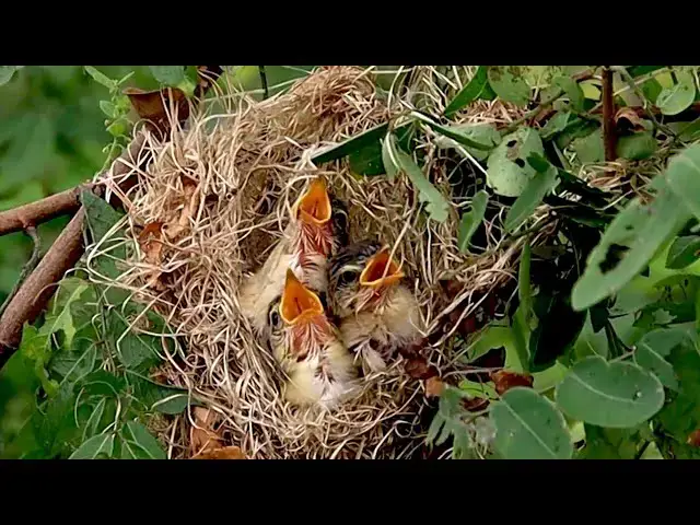'Video thumbnail for On nest at field | All babie wild rice sparrow eat food here'
