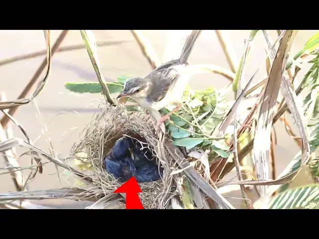 Video thumbnail for Mummy Bird's Meal Service: Insects for Hungry Nestlings // Wlld Bird feed insect  @ViralBirdNest