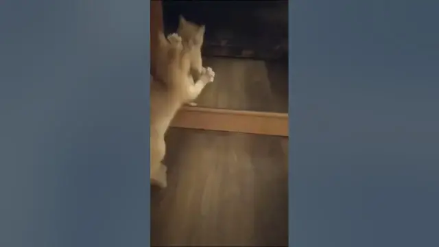 Video thumbnail for Do mirrors confuse cats? Cats actually don’t recognize  themselves in the mirror. #cat #mirror