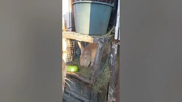 Video thumbnail for Why Is My Rabbit Shy?