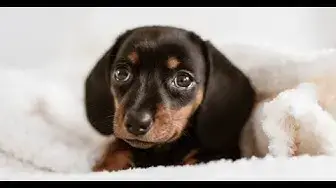 Video thumbnail for 24 Pros and Cons of Owning a Dachshund