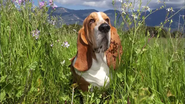 Video thumbnail for Basset Hound: Health