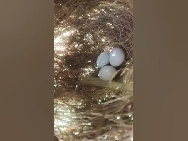 Video thumbnail for Top Egg Golden Bird Grouth  EP#279 #birds #birdslover #finch #finchfinch #petbird #nature