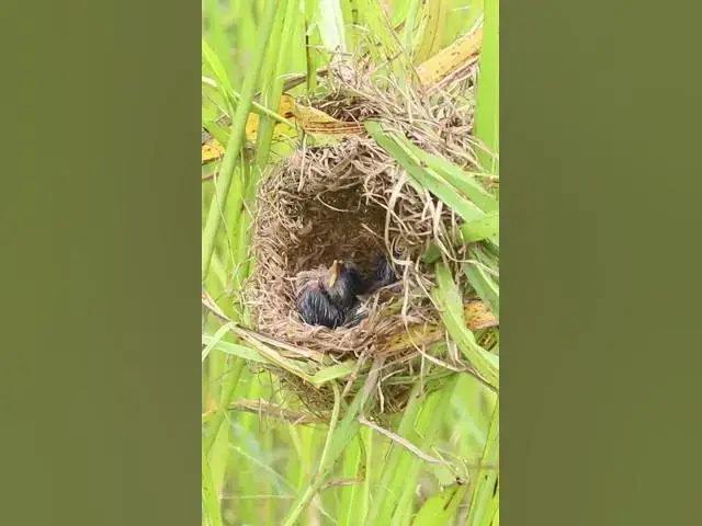 Video thumbnail for Babies Grown Bird Cries  #birdwatching #birdkids #birdslover #birdparenting #birdspotting #nature