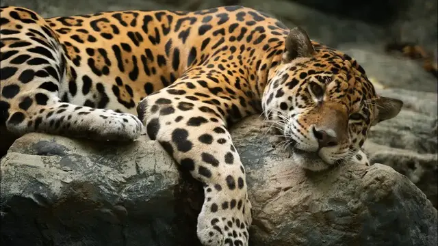 Video thumbnail for Pros & Cons of Keeping Animals in Zoos