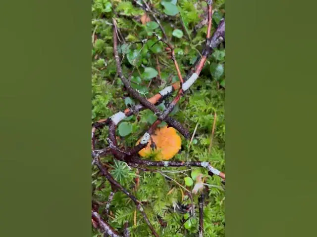 'Video thumbnail for Fall colors that never get old - golden chanterelles against green!'