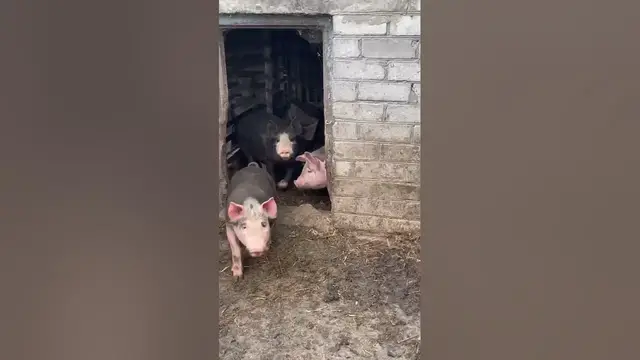 Video thumbnail for Do pigs bite? #shorts