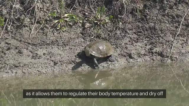 Video thumbnail for Hermit Crab Tank Heating