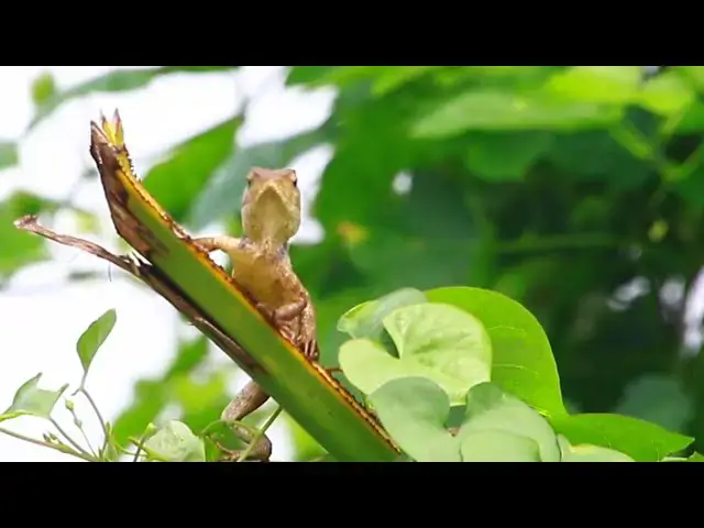 'Video thumbnail for Gaint wild lizard'