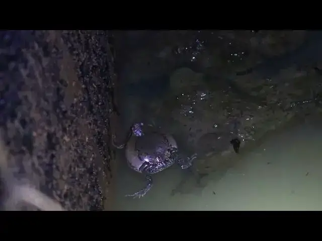 'Video thumbnail for Nosy sound frog crie at night'