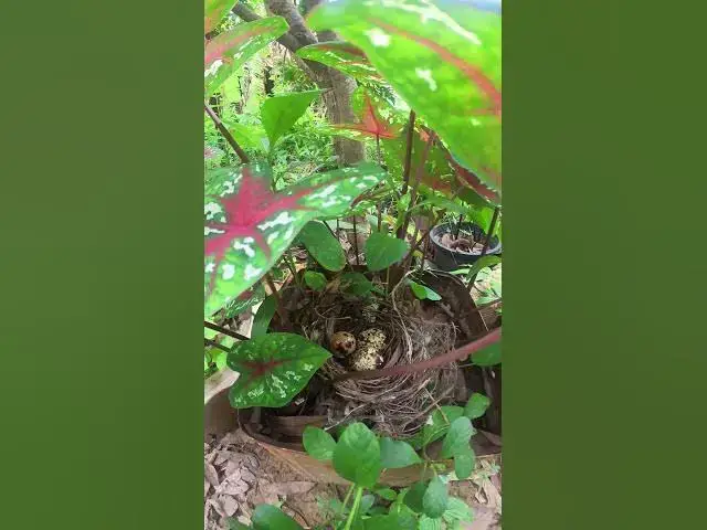 Video thumbnail for Straing Egg Bird #birdslover #birdwatch #wildlife #birdwatching #nature #birdfeeding #birdsound