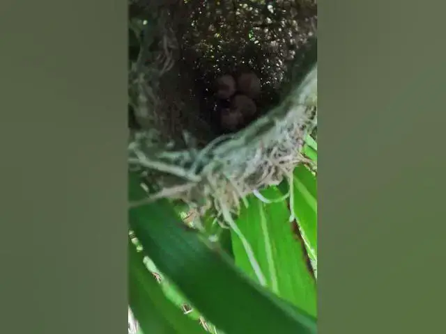 Video thumbnail for Cute Nest of Bird AP#031 #Feedigbirds #nature #shortvideo #viralvideo #birds #farming