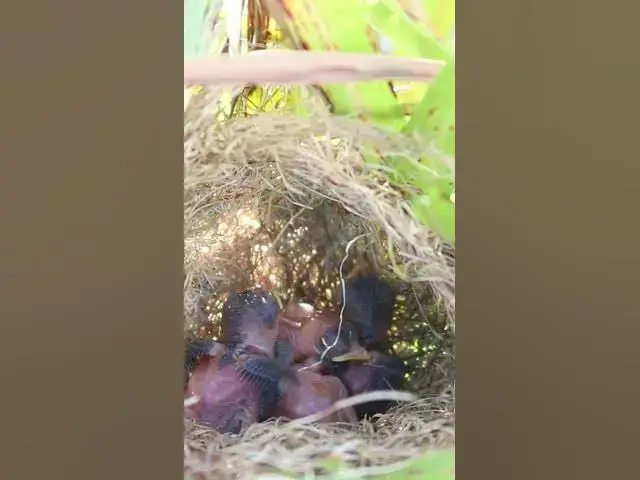 Video thumbnail for #birdwatch #wildlife #birdwatching #nature #birdfeeding #birdsound #birds #cuteanimals #nest