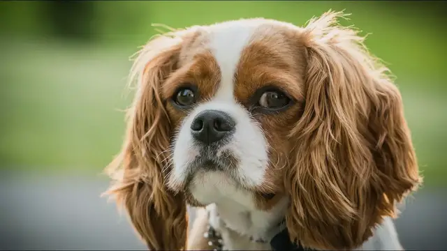 Video thumbnail for 32 Pros and Cons of Owning a Cavalier King Charles Spaniel