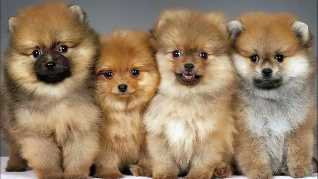 Video thumbnail for 27 Pros and Cons of Owning a Pomeranian