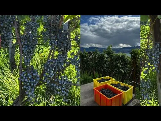 Video thumbnail for Against self-destruction: Jesaia 11 "So erblüht der Weingarten des Herrn"