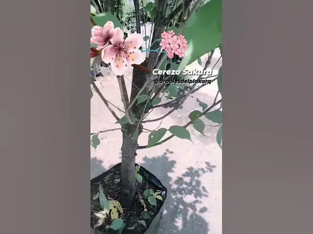 'Video thumbnail for 👉 Cerezos Sakura en México 🌸 Combo Kanzan + Shogetsu | Plakarq Shop'