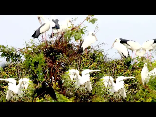 'Video thumbnail for សត្វក្រៀលក្បាលស កាច់សំបុក ជាមួយសត្វក្អែកទឹក'