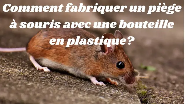 Video thumbnail for Comment fabriquer un piège à souris maison avec une bouteille en plastique?