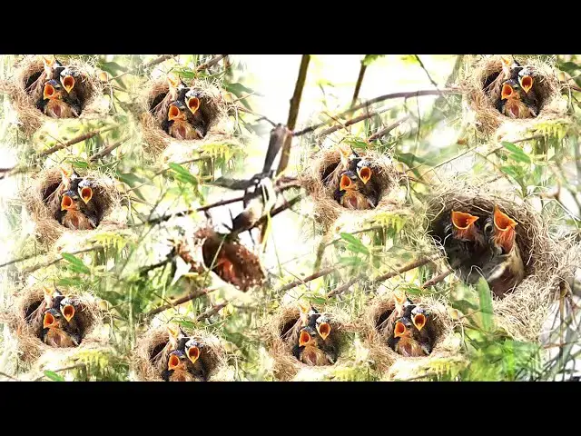 'Video thumbnail for Nest small wild bird upper water lake | Babie crie eat food here'
