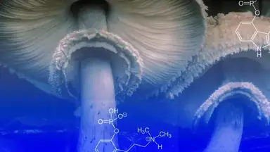 'Video thumbnail for 3 experts reveal how psychedelics can expand the walls of perception'