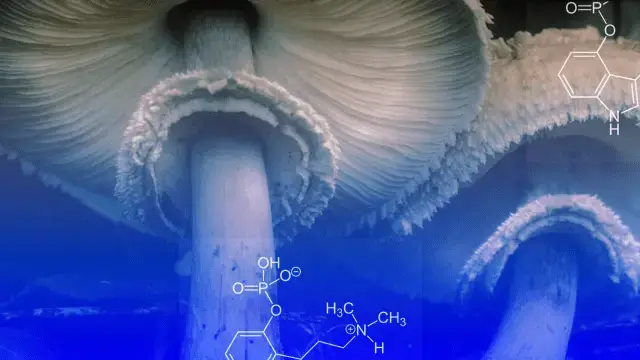 'Video thumbnail for 3 experts reveal how psychedelics can expand the walls of perception'