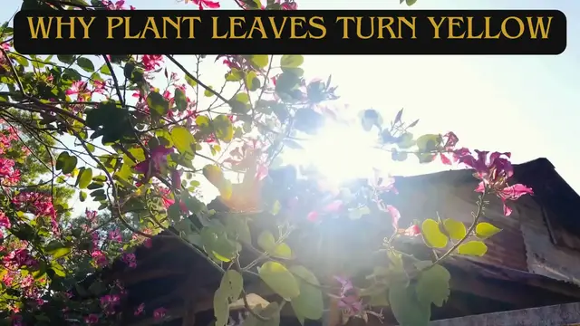 Video thumbnail for Why Plant Leaves Turn Yellow