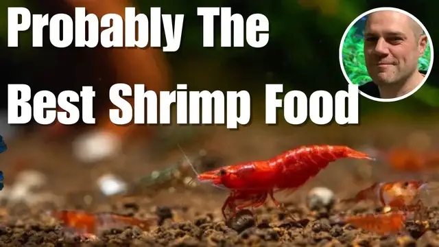 'Video thumbnail for Biofilm - THE Greatest Shrimp Food That No One Is Talking About! ?'