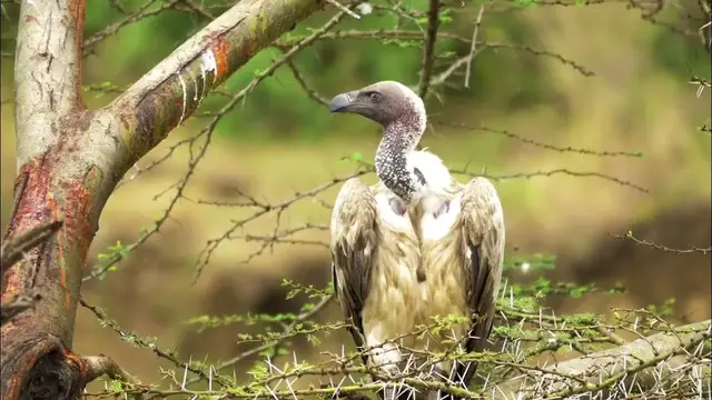 Video thumbnail for Best & Worst Vulture |  Birds of prey   Beak |