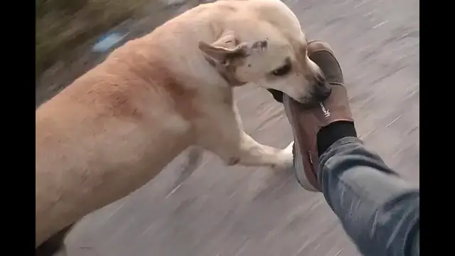 Video thumbnail for Dog Holds onto Motorcycle Rider's Foot in Tepic