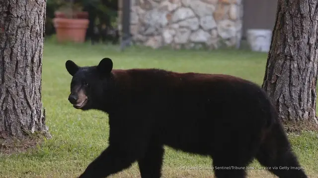 'Video thumbnail for Florida approves first bear hunt since 2015, as some raise concerns'