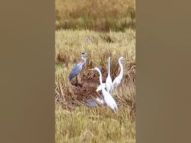 Video thumbnail for Top Cockroach bird 12 #dovebird #smallbird #birds #bird #shortdove #nestdove #babiesdove