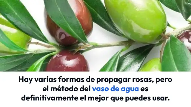 Video thumbnail for Cómo propagar rosas con un vaso de agua: florecerán en unos días