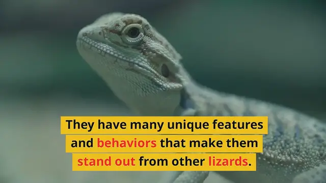 Video thumbnail for Surprising Facts about Bearded Dragon